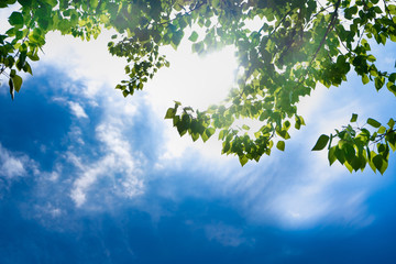 Fototapeta na wymiar Green leaves of a tree against the blue sky and the sun. Soft white clouds in the blue sky. Sun soft light through the green foliage of the tree.