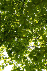 Thick green foliage of trees.