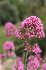 Valeriana officinalis