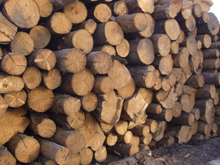 round tree logs