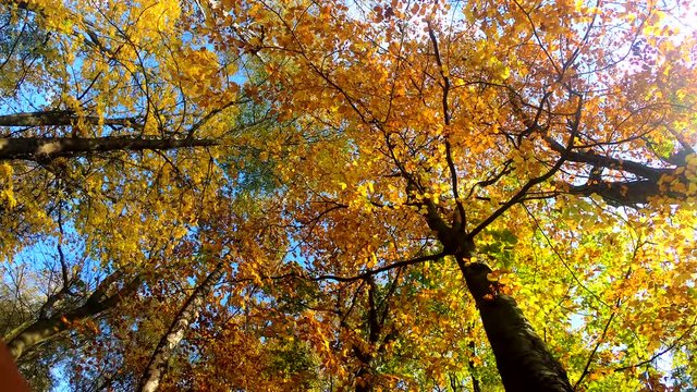 Video footage of autumn landscape with forest in the sunny day