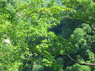 wild forest in Sochi