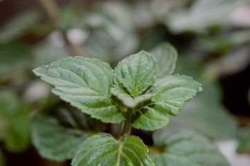 Mint leaves in macro view