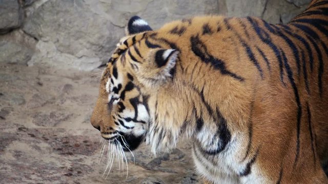 tiger licks , looks and walking