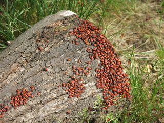 red bugs on the stump