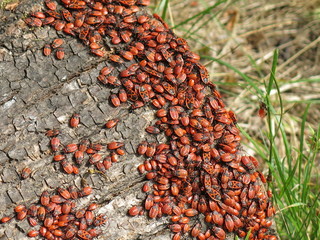 red bugs on the stump