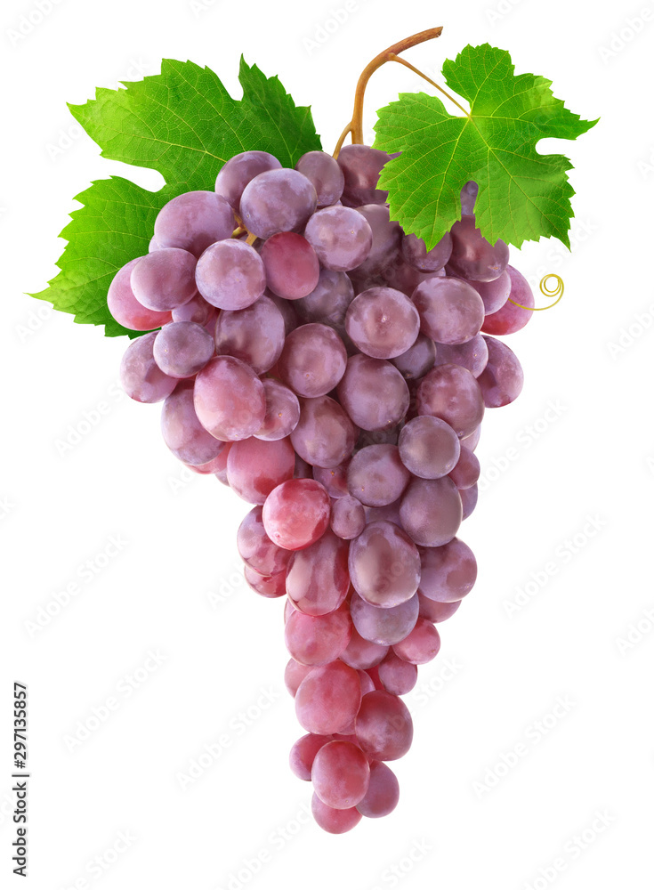 Fototapete isolated pink grapes. bunch of grapes hanging on a vine isolated on white background with clipping p