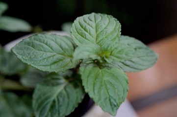 Mint leaves in macro view
