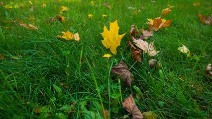 awn with fallen leaves from trees on an autumn day