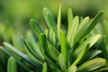 Obraz premium Close up natural green leaf on the top of shrubbery in garden.
