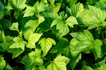 Fototapeta na wymiar Currant bush leaves. Gorgeous juicy greens. Green life