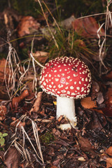 fly agaric in the forest