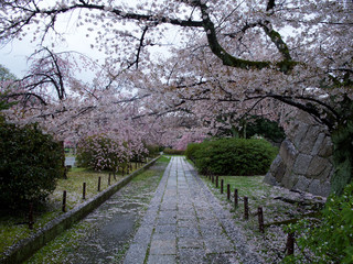 京都_伏見桃山城_桜