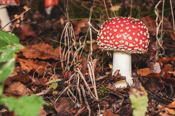 fly agaric in the forest