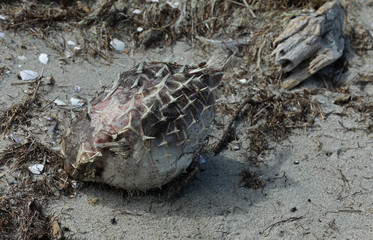Toter Fisch am Strand