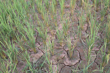 paddy tree and broken soil