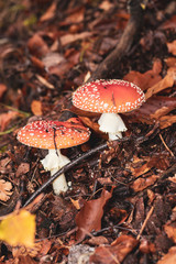 red mushroom in the forest