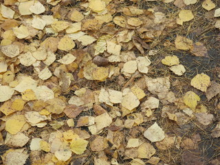 autumn yellow leaves on the road