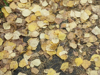 autumn yellow leaves on the road