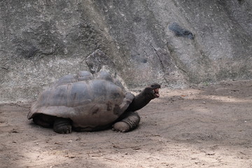Giant turtles feeding