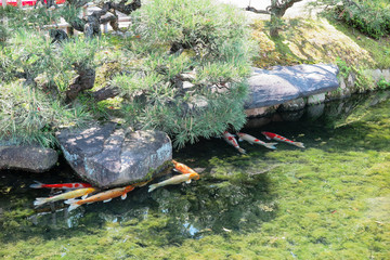 Fototapeta premium Fancy Carps in garden under the stone and pine tree in the pond,zen garden in Japan.