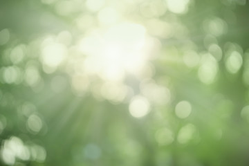 Fototapeta premium Out of focus blurred of green leaf nature under sunlight with bokeh and copy space using as background natural plants landscape, ecology wallpaper concept.