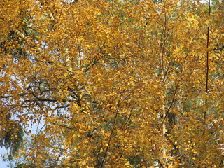 yellow birch in autumn
