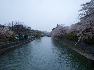 京都_蹴上インクライン_桜