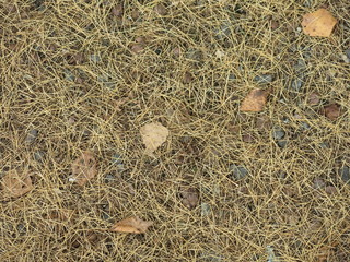 autumn needles on the road