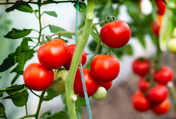 Red tomato