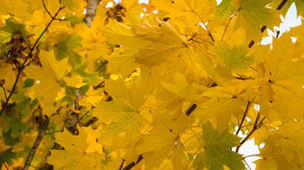 yellowed leaves on a tree in autumn