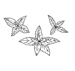Mint leaves set in line art style.