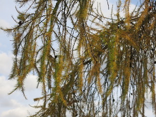 branches of fluffy larch against the sky