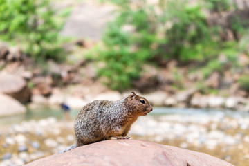 Zion National Park Riverside walk trail in Utah with closeup of rock squirrel on top of stone by Virgin river water begging for food