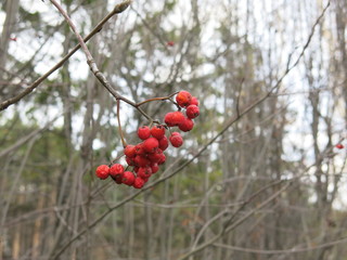 red bright clusters of mountain ash