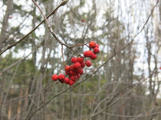 red bright clusters of mountain ash