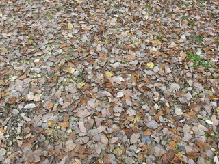 autumn leaves on the ground
