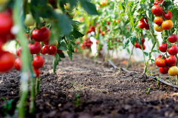 Red tomato