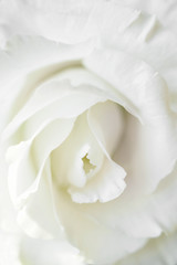 White rose flower on white background. Close-up.