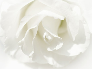White rose flower on white background. Close-up.
