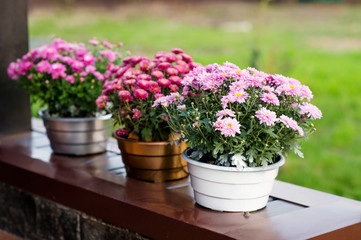 Autumn. Pots with colorful chrysanthemums stand on a damp bench.