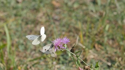 Cabbage butterflies are preparing for mating.