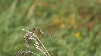 Dragonfly hunts sitting on a dry stalk.