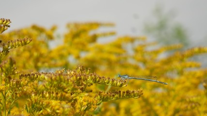  Little blue dragonfly on a yellow flower.