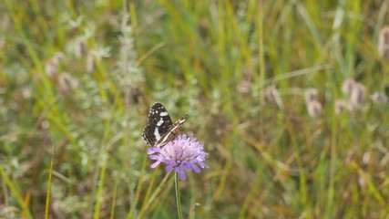 Moth on a purple forest flower.