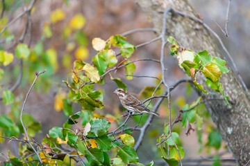 Closeup of one brown sparrow bird perched on cherry tree branch with green leaves in autumn summer or spring in Virginia