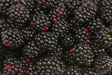 Backberry as a background.  Top view,
