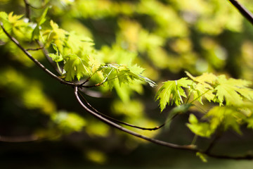 green leafs