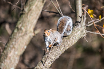 Closeup of one brown funny grey squirrel on cherry tree branch in autumn summer or spring in Virginia