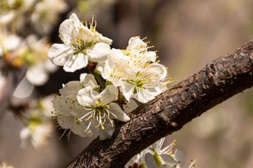 Obraz premium Close up view of blooming plum tree in spring